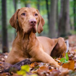 Irredenta vizsla