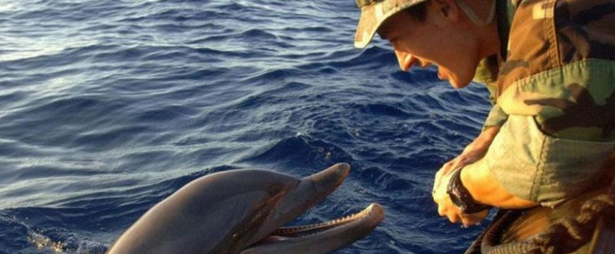 Harci delfinek védik az orosz fekete-tengeri flottát Szevasztopolnál 