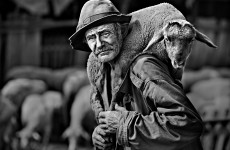 Fotó: © Papp Elek: Beteg bárány, 2006, giclée print, 40x55 cm